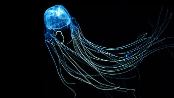 Chironex fleckeri, Jellyfish HD wallpaper