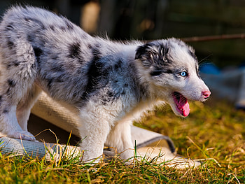 Animals, Grass, Stroll, Puppy, Bark, Australian Shepherd HD wallpaper