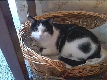 Buddy, wicker, basket, white, black, sleepy, cat HD wallpaper
