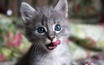 Animals, Cats HD wallpaper