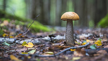 Mushroom, nature, forest, fungi HD wallpaper