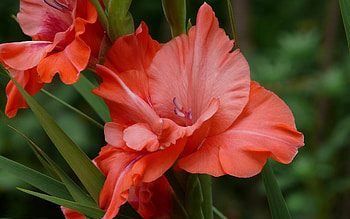 Plants, Flowers HD wallpaper
