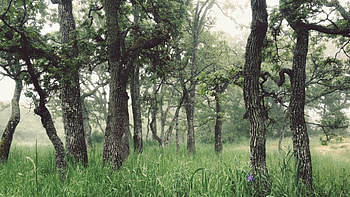 Trees, nature, jungle, forest HD wallpaper