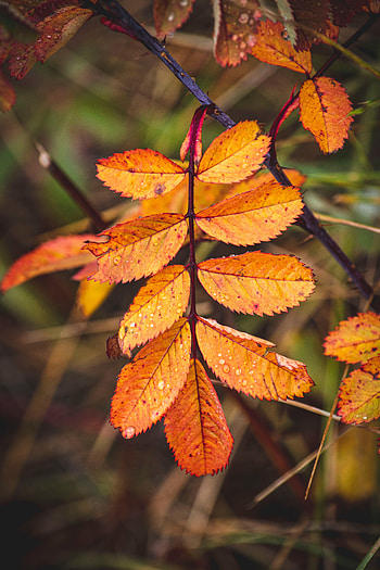 Leaves, Drops, Macro, Wet HD phone wallpaper