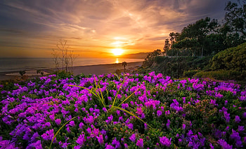 Wild flowers by the sea at sunrise, sea, wildflowers, summer, coast, sands, sunset, sunrise, beach, beautiful HD wallpaper