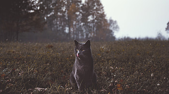 Wild Cat , cat, animals HD wallpaper