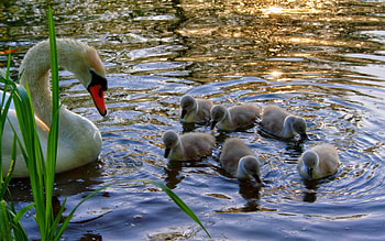 Animals, Water, Grass, Chicks, Young, Swan, Cubs HD wallpaper