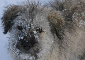 it is cold, dog, cold, winter, animals HD wallpaper