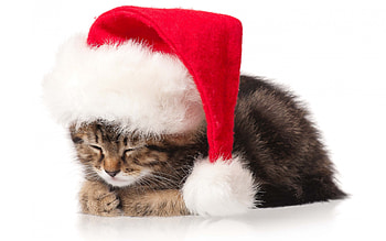 Cat Kitten Christmas Holidays New Year by LadyGaga . HD wallpaper