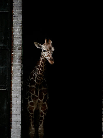 Animals, Dark, Stains, Spots, Giraffe HD phone wallpaper