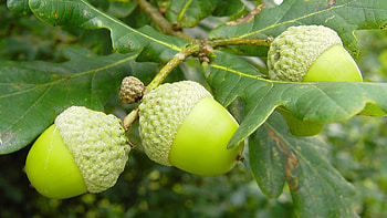 Leaves macro oak, Cool , Acorns HD wallpaper