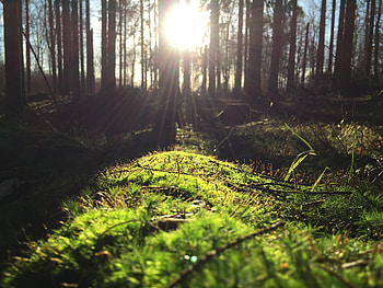Nature, Trees, Grass, Sunlight HD wallpaper
