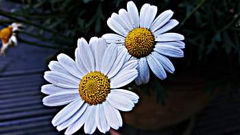 Flowers, Camomile, Petals HD wallpaper