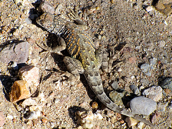 Camouflage, dust, reptile, lizard, comouflage HD wallpaper
