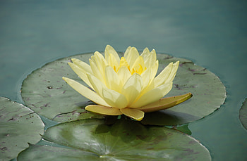 Flowers, Water, Flower, Water Lily HD wallpaper