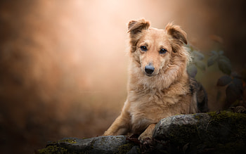 Dog, animal, cute, graphy HD wallpaper