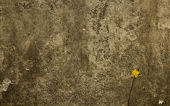 Plants, Flowers, Dandelions HD wallpaper