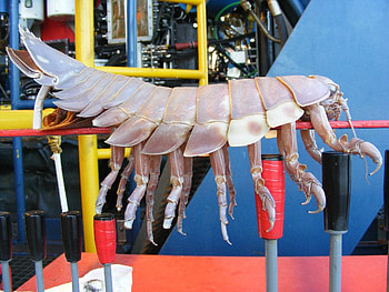 Giant Isopod, other, sea, fish, ocean HD wallpaper