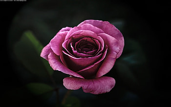 Plants, Flowers, Roses HD wallpaper