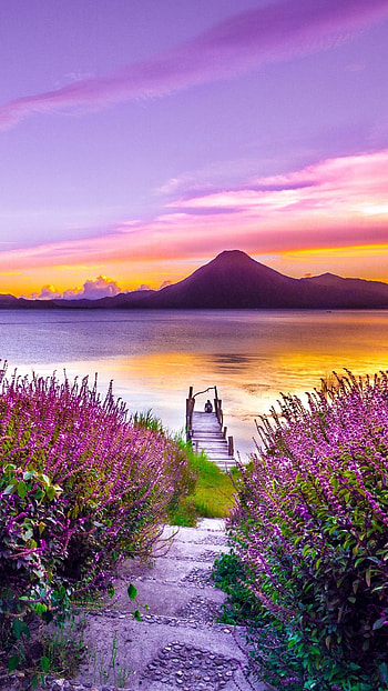 Beautiful For, Purple Nature HD phone wallpaper