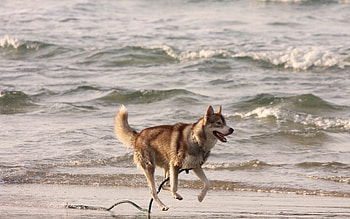 Animals, Sea, Shore, Bank, Husky, Haska, Run Away, Run HD wallpaper