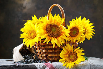Sunflowers in a basket, Sunflowers, Summer, Basket, Table HD wallpaper