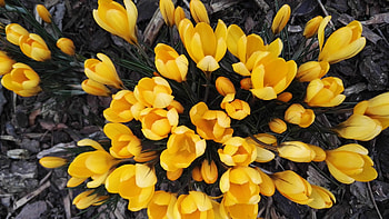 Flowers, Spring, Crocuses HD wallpaper