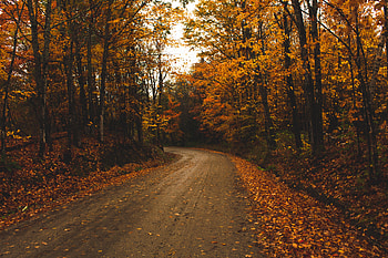 Alley, Holidays, Trees, Autumn, Leaves, Road HD wallpaper