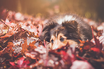 Animals, Dog, Muzzle, Foliage HD wallpaper