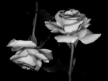 Gemini Roses, rose, white, black, roses, flowers, gemini HD wallpaper