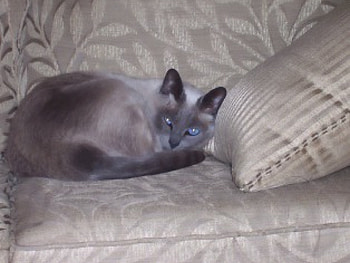 siamese cat, cats, siamese, animals HD wallpaper