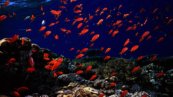 Preview underwater, fish, sea bottom HD wallpaper