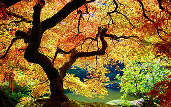 Landscape, Trees HD wallpaper