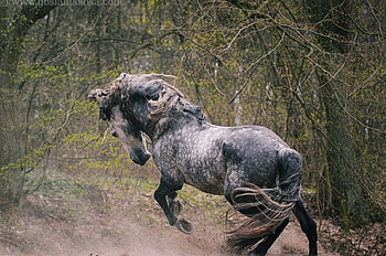Wild Spirit, spanish, andalusian, horses, grey, dapple HD wallpaper