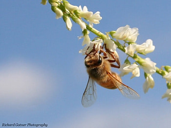 A Beautiful Day At De Office, plant, flowers, flies, skies HD wallpaper