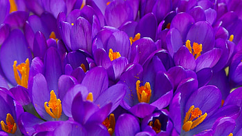 Crocuses, purple, skin, crocus, flower, spring, orange HD wallpaper