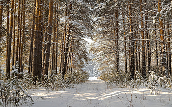 Winter Forest Path, winter, forest, path, snow HD wallpaper