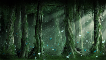 fantasy forest HD wallpaper