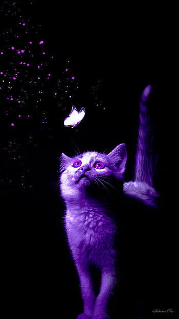 Cat-Butterfly, Butterfly, Cat, Glow HD phone wallpaper