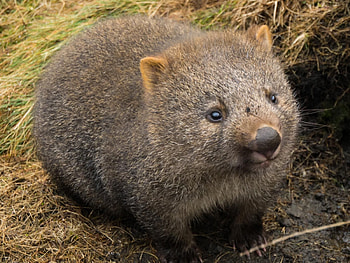 Adorable wombat, Cute animal , Best friends HD wallpaper