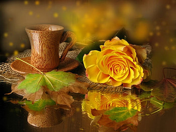 Autumn still life, rose, tea, yellow, flower, reflection HD wallpaper