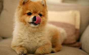 Dog, sweet, pay, dogs, puppies, cute, beautiful, beauty, playful, playful dog, puppy, dog face, pretty, animals, face, bubbles, lovely HD wallpaper