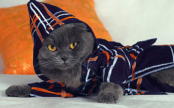 Animals, Cats HD wallpaper