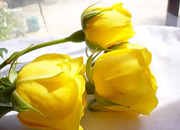 Sunny roses, sunny, roses, petals, yellow, soft, flowers, three, yellow roses HD wallpaper