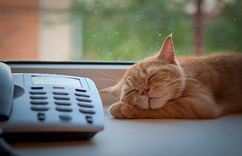 Animals, Cat, Sleep, Dream, Window Sill, Windowsill, Tele, Expectation, Waiting HD wallpaper