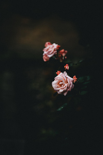 Flowers, Pink, Flower, Plant, Dark, Rose Flower, Rose HD phone wallpaper