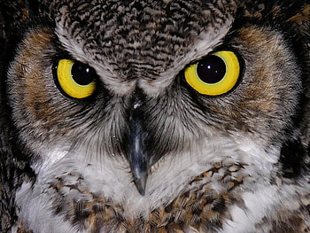 Whoooo is Looking at Me?, night, eyes, bird, owl HD wallpaper