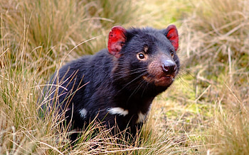 Animals, Grass, Animal, Tasmanian Devil, Marsupial HD wallpaper