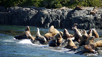 Stella Seals at Telegraph Cove 2, Noisy, Seals, Sun Bathers, Vancouver HD wallpaper