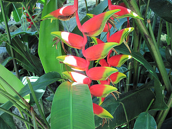 New display at the Pyramids 39, graphy, green, Red, Flowers, garden HD wallpaper